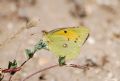 Colias crocea